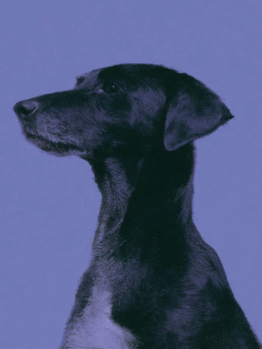 Animal 117 álló fő kép
