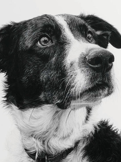 Animal 125 álló fő kép