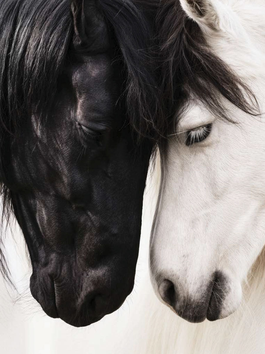 Animal 133 álló fő kép