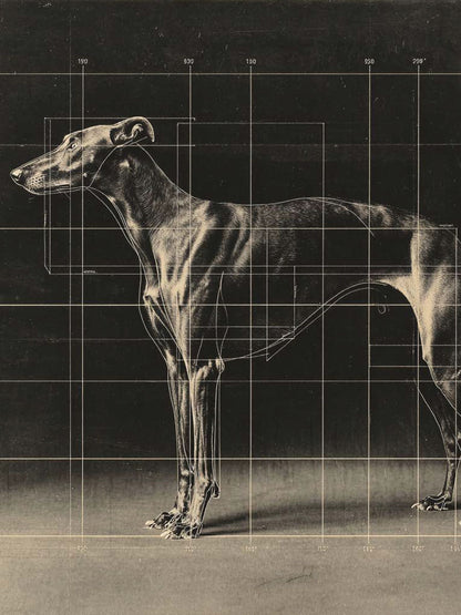 Animal 147 álló fő kép