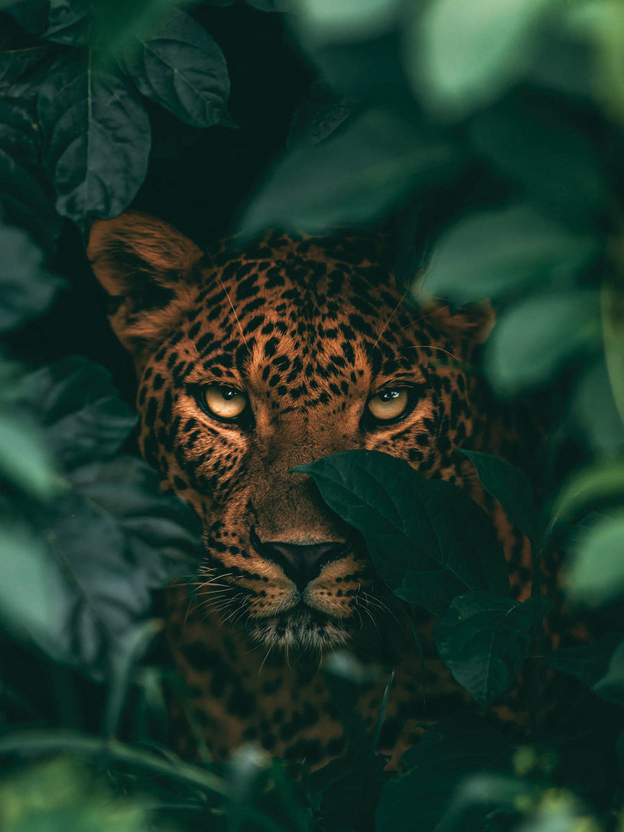 Animal 176 álló fő kép