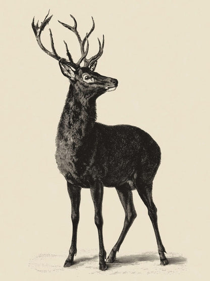 Animal 49 álló fő kép