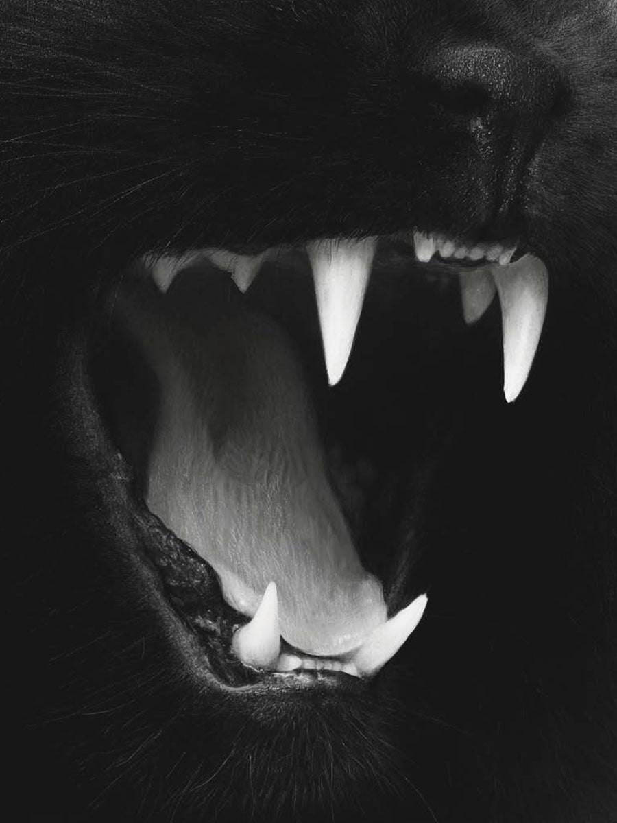 Animal 71 álló fő kép