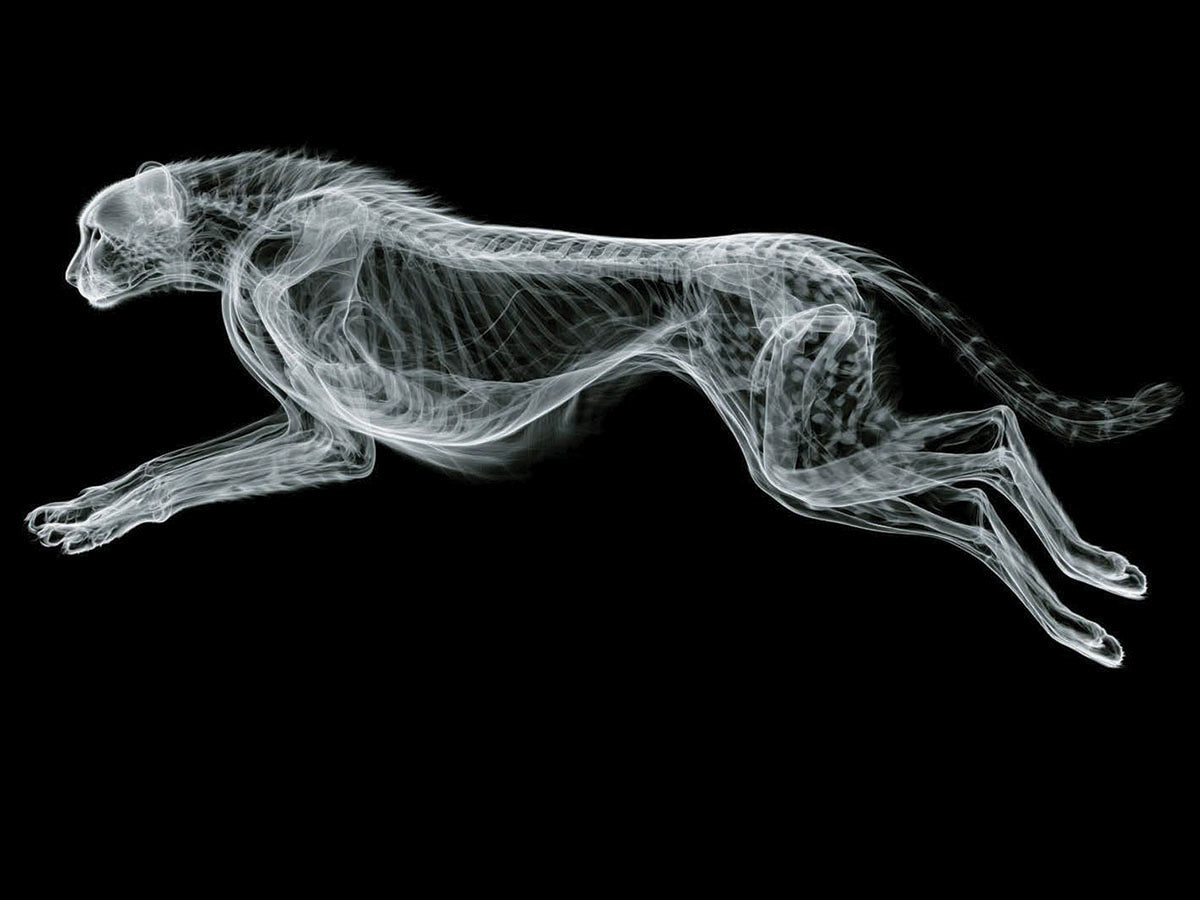 Animal 179 fekvő fő kép