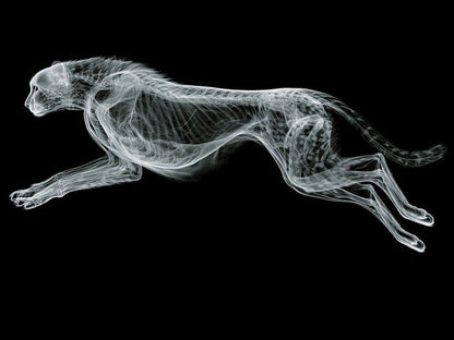 Animal 179 fekvő fő kép